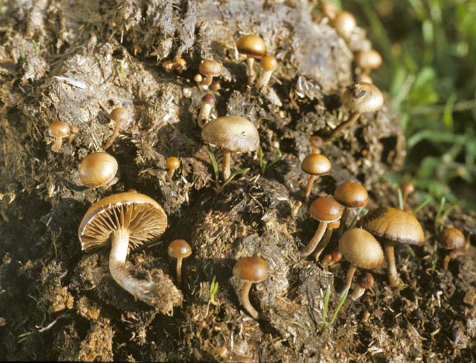 Psilocybe coprophila